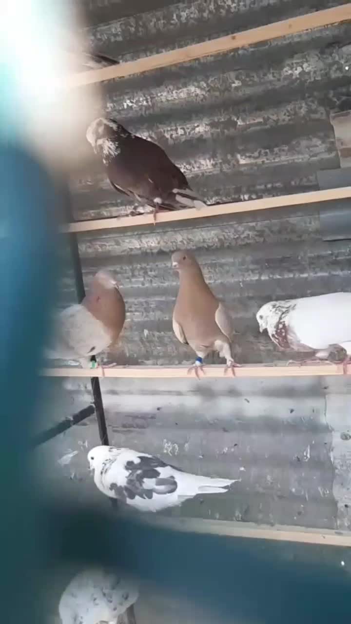 ساعت سنگین و زیبا|پرنده|پاکدشت, خاتون آباد|دیوار