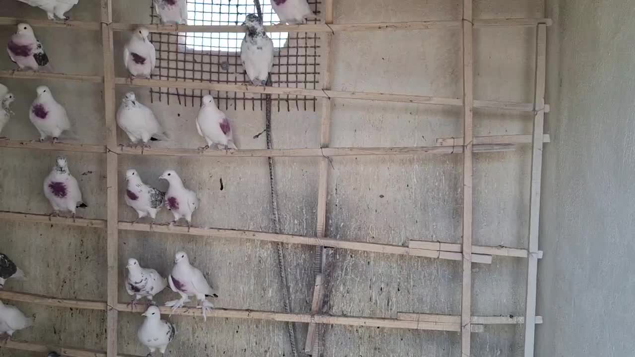 کبوتر پرشی تیرماهی|پرنده|محلات, |دیوار