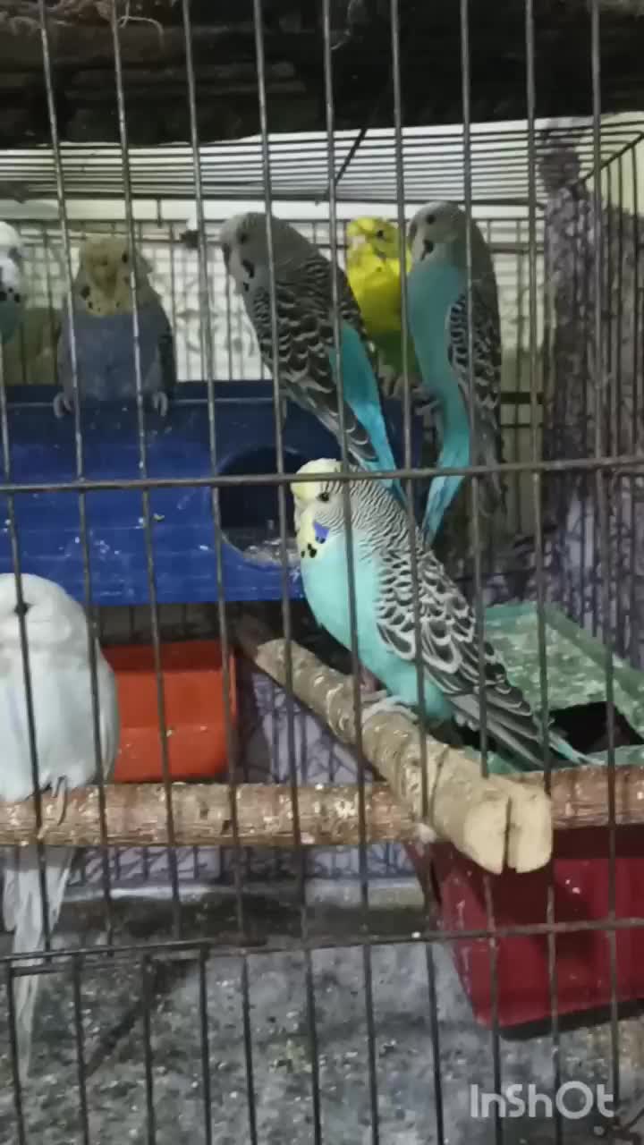 مرغ عشق|پرنده|زاهدان, |دیوار