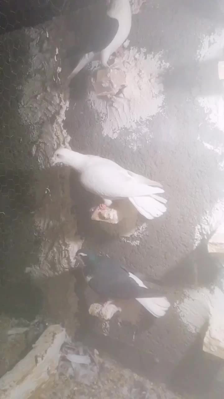 کفتر ساده پرشی|پرنده|مشهد, شهید احمدی روشن|دیوار