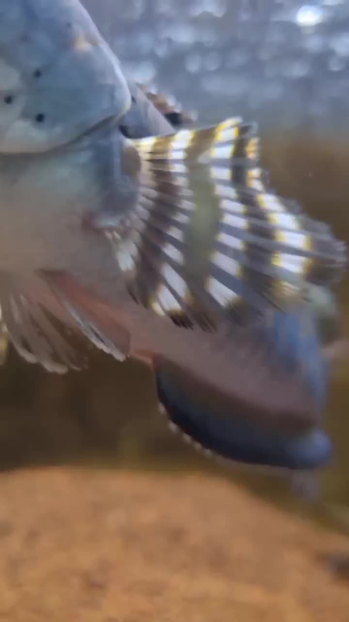 چانا|ماهی|تهران, کیانشهر|دیوار