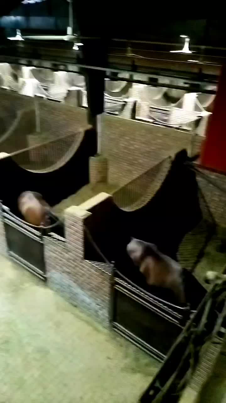 باشگاه سوار کاری اصطبل|اسب و تجهیزات اسب‌سواری|بهار, |دیوار