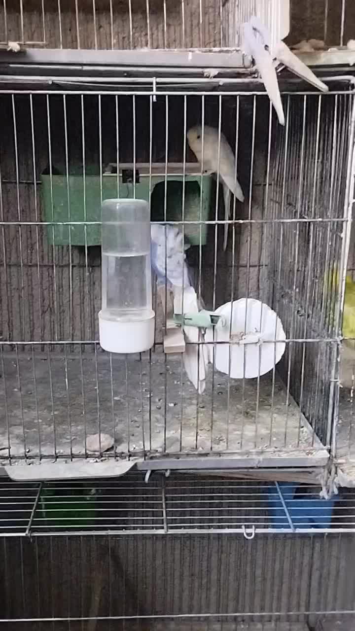 مرغ عشق طوطی برزیلی فنچ|پرنده|محمدشهر, ولدآباد بزرگ|دیوار