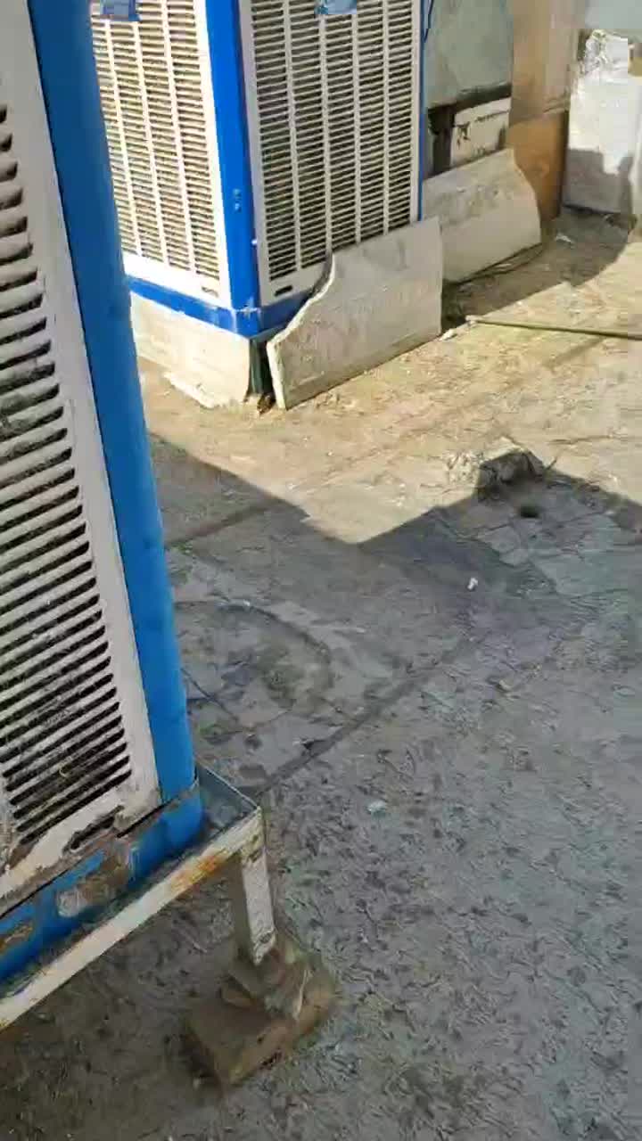 کفتر بوم زده خوردی ۵۰تای الوند|پرنده|الوند, |دیوار