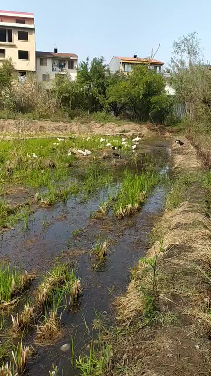 اردک تخمگذار|حیوانات مزرعه|لنگرود, |دیوار