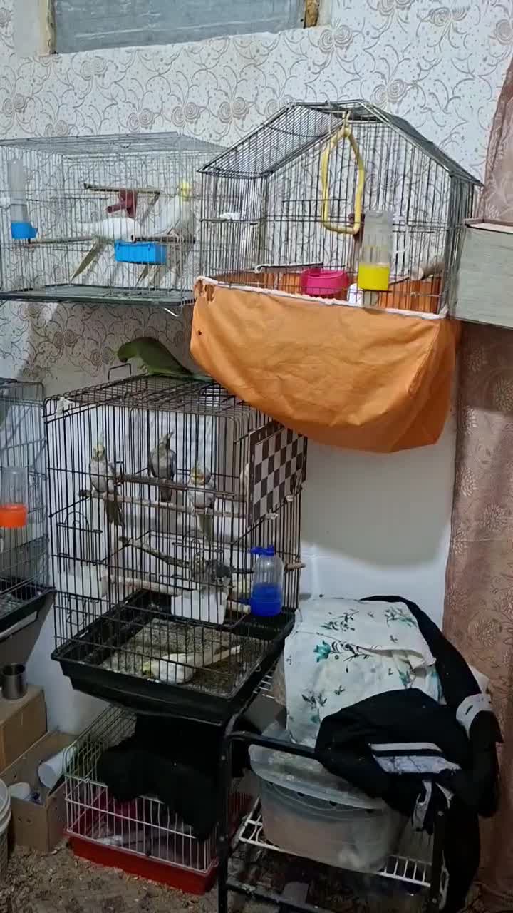 فروش تعدادی عروس هلندی و طوطی ملنگو|پرنده|شوش, |دیوار