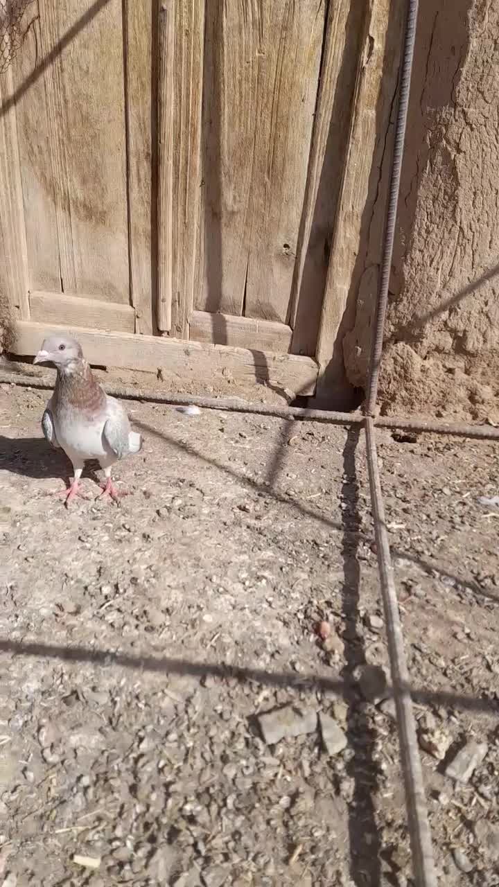 کبوتر کله هما|پرنده|عطاملک, |دیوار