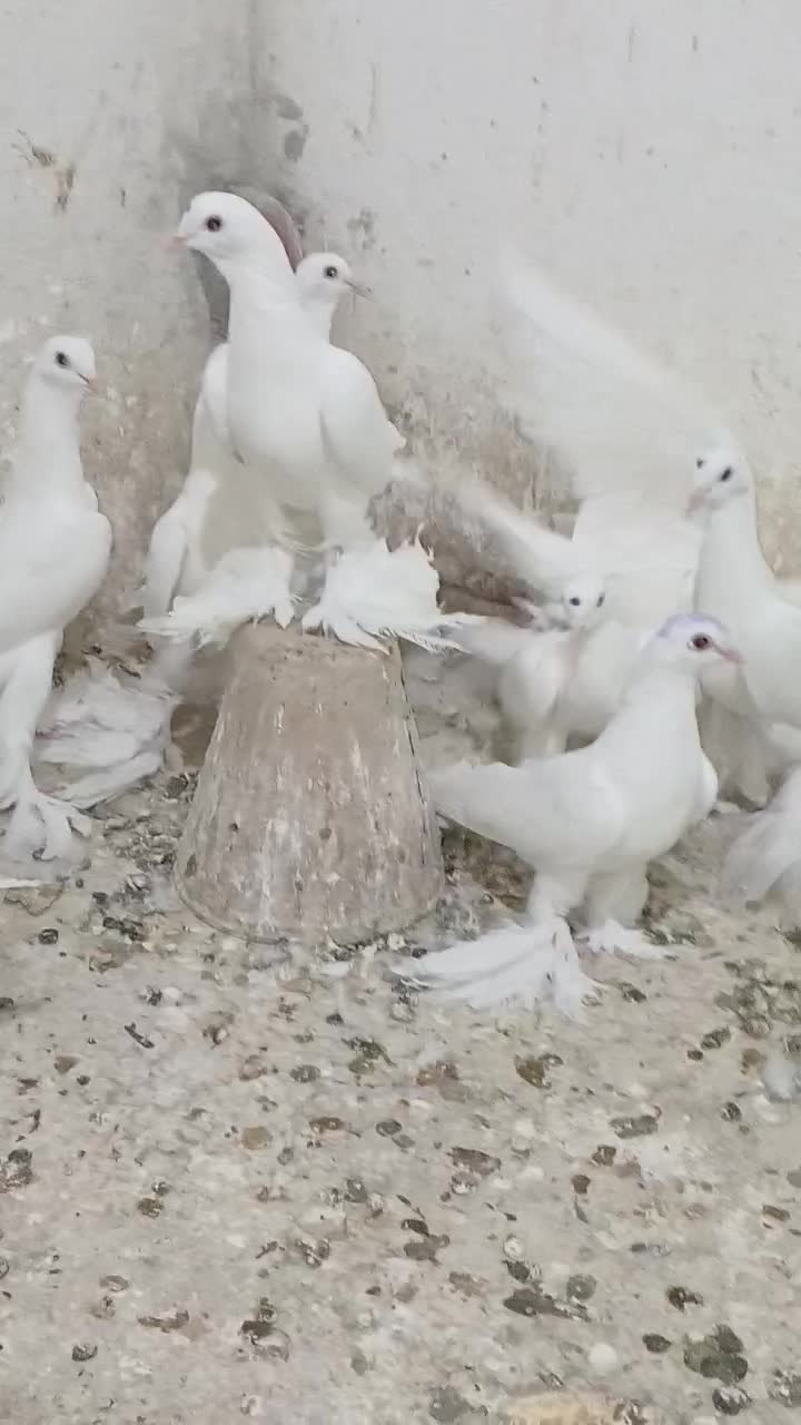 کبوتر اوجاپاچا . پارپارلی . لوتی قرمز گوز|پرنده|سهند, |دیوار