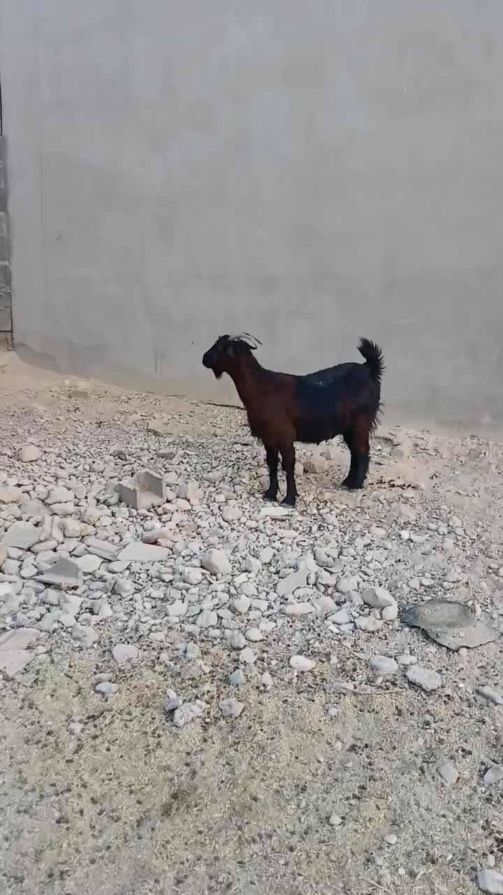 بز داشتی وگوشتی|حیوانات مزرعه|جم, |دیوار