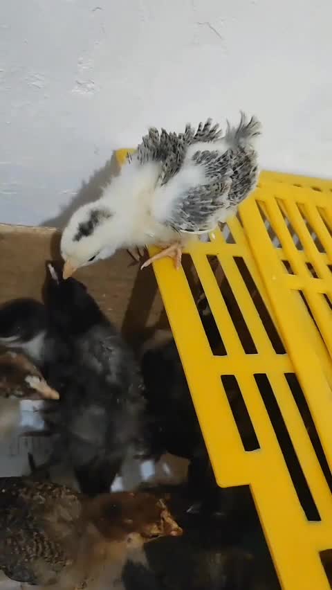 تخم مرغ نطفه دار|حیوانات مزرعه|دهگلان, |دیوار