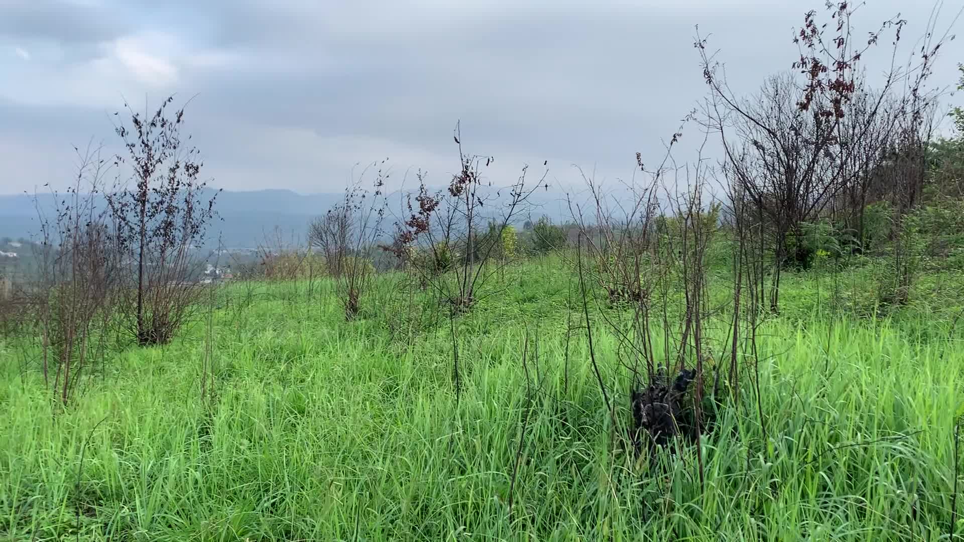 بهشت|فروش زمین و ملک کلنگی|اطاقور, |دیوار