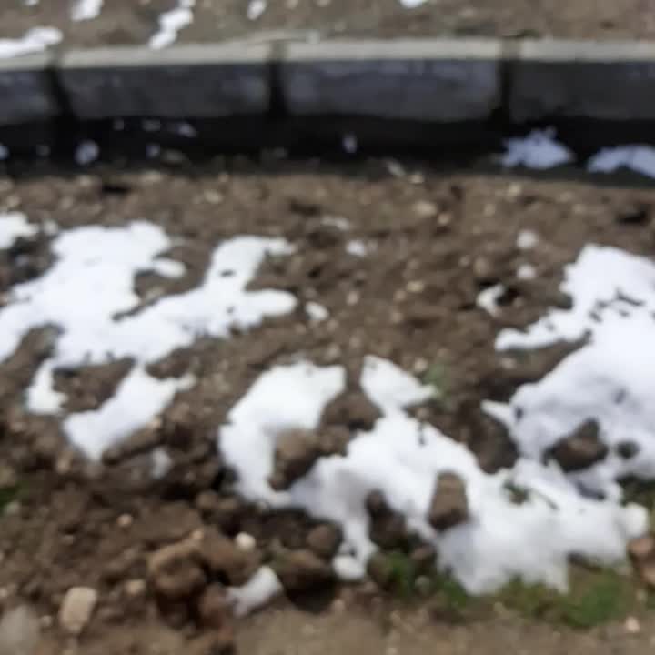 اسب نریون|اسب و تجهیزات اسب‌سواری|مشهد, وکیل‌آباد|دیوار