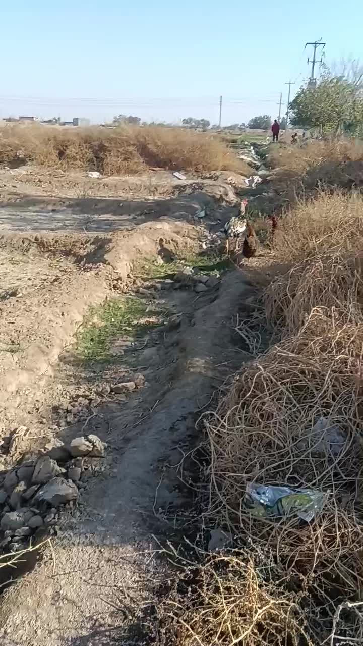 خروس لاری اصیل|حیوانات مزرعه|مشهد, نیزه|دیوار