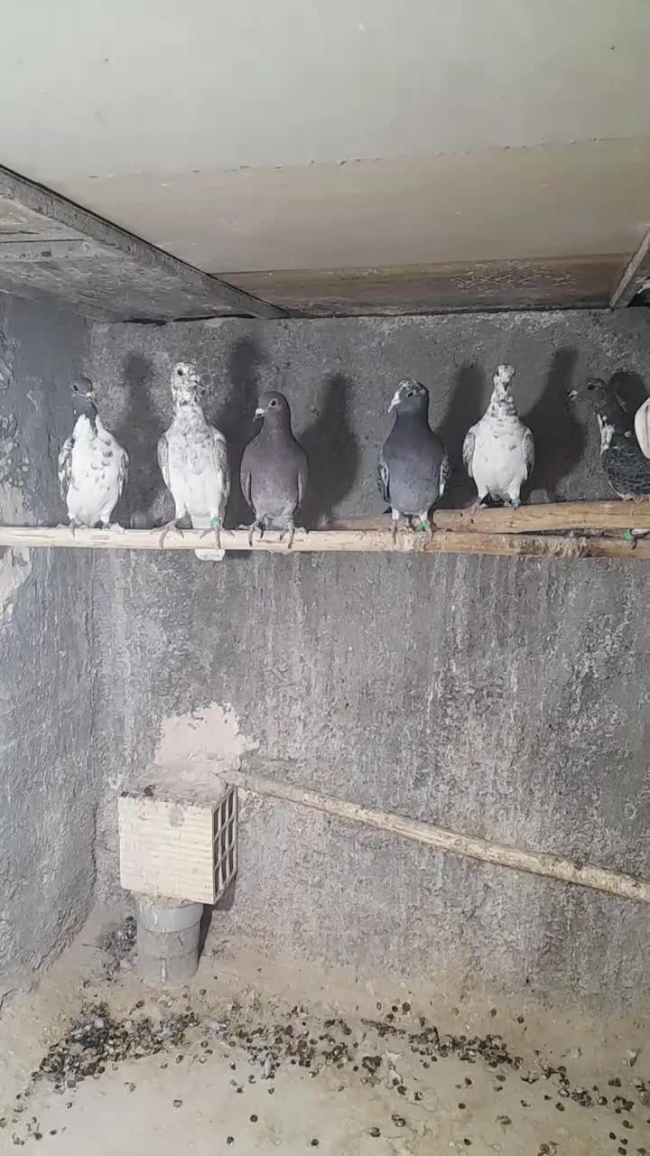 کبوتر پلاکی|پرنده|اردکان, |دیوار