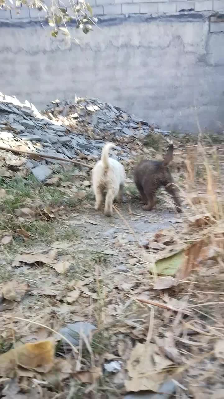 سگ ژرمن|سگ|مشهد, گاز|دیوار