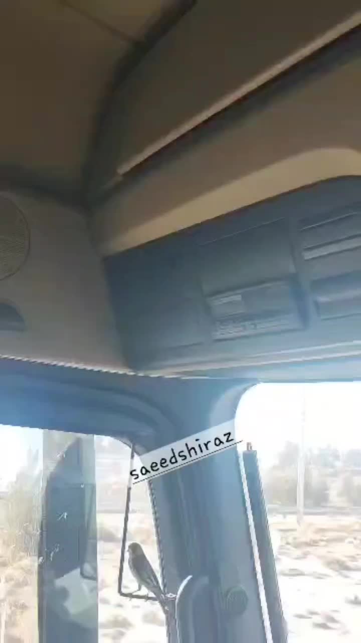 سهره دورگ زاغ استان فارس|پرنده|شیراز, خلدبرین|دیوار