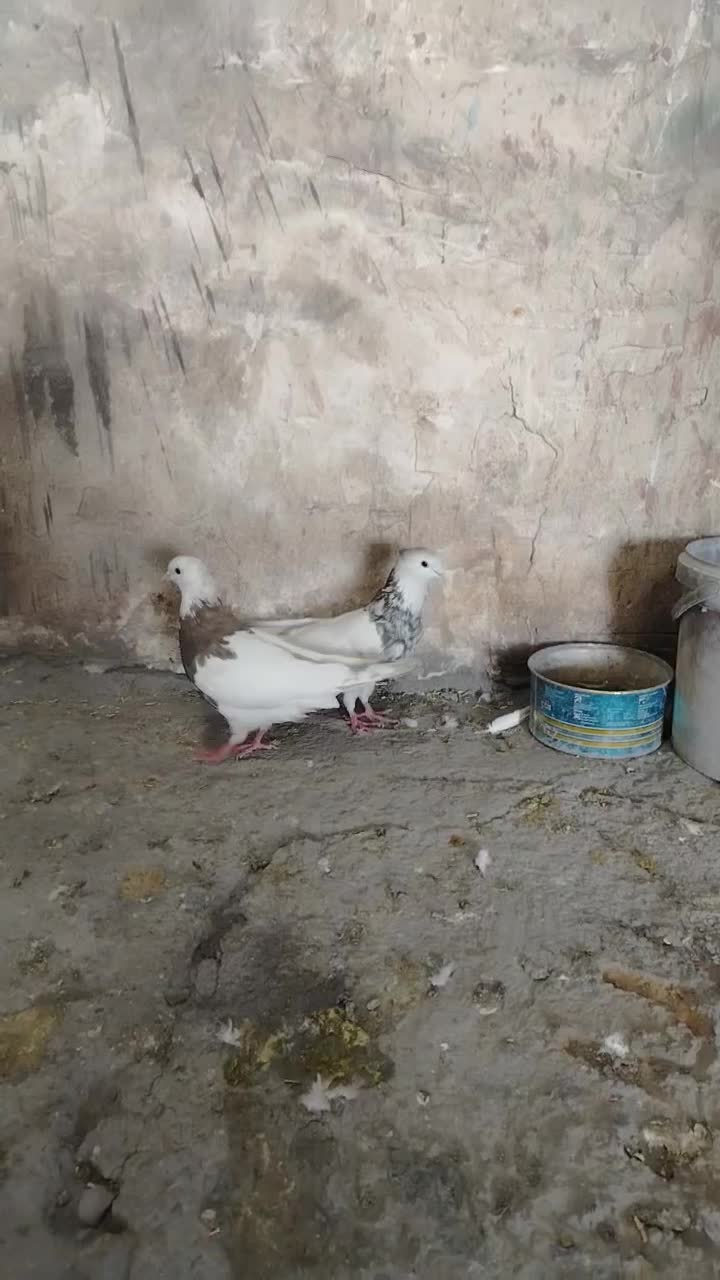 طوقی|پرنده|بستان آباد, |دیوار