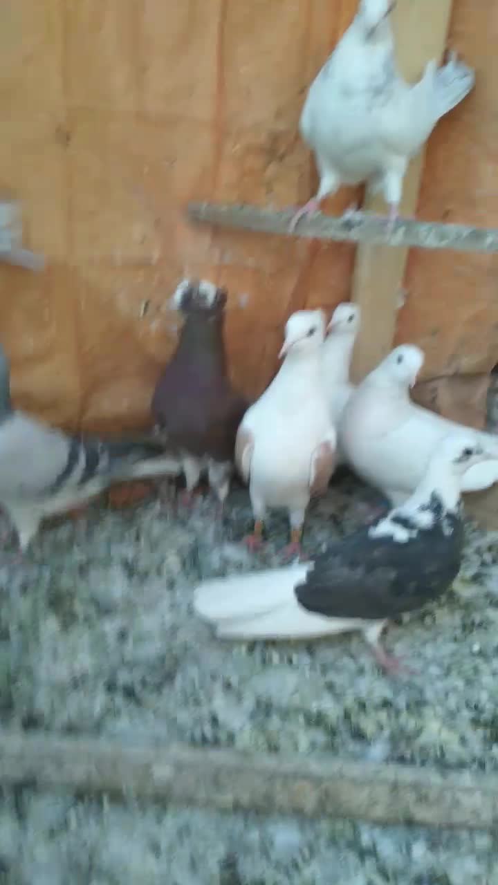 حدود ۱۰ عدد کبوتر حراج|پرنده|فولادشهر, مسکن مهر فولادشهر|دیوار