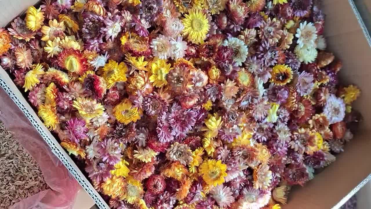 گل مینا|گل و گیاه طبیعی|تهران, آبشار|دیوار