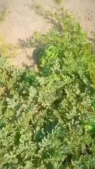 هندوانه گرد درجه یک از 5کیلو تا15|خوردنی و آشامیدنی|شوش, |دیوار