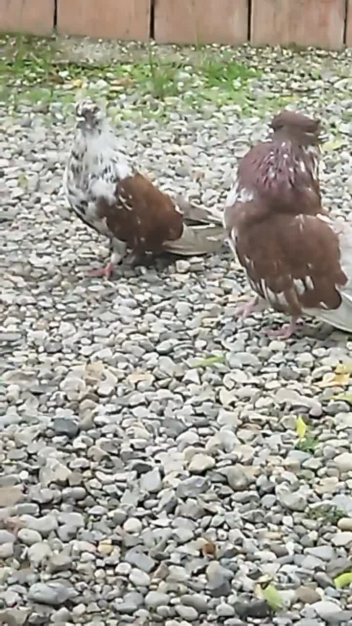 کبوتر درشت کاکلی|پرنده|فاضل آباد, |دیوار