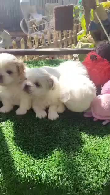 توله پکنیز نر و ماده|سگ|فردیس, قریشی|دیوار