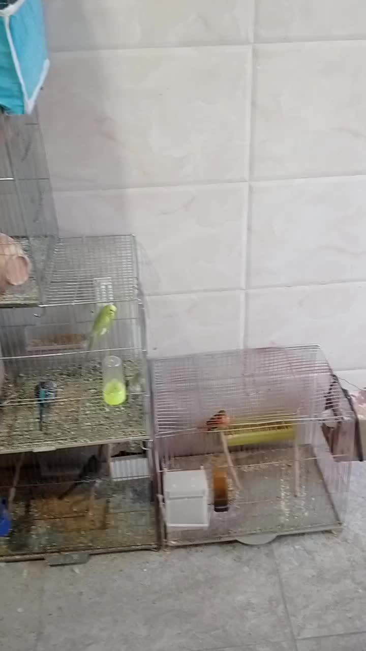 فروش انواع پرنده|پرنده|ایذه, |دیوار