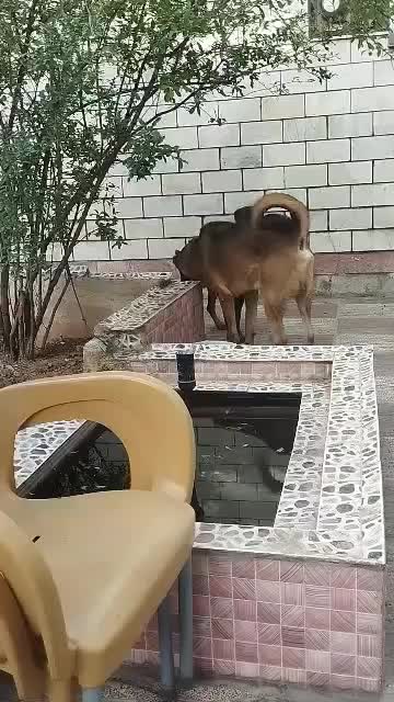 سراب اصیل|سگ|پاکدشت, پارچین|دیوار