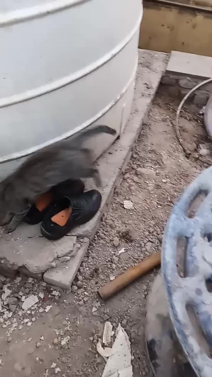 گربه‌ی‌زیبا‌‌برای‌نگهداشتن|گربه|جعفرآباد, |دیوار