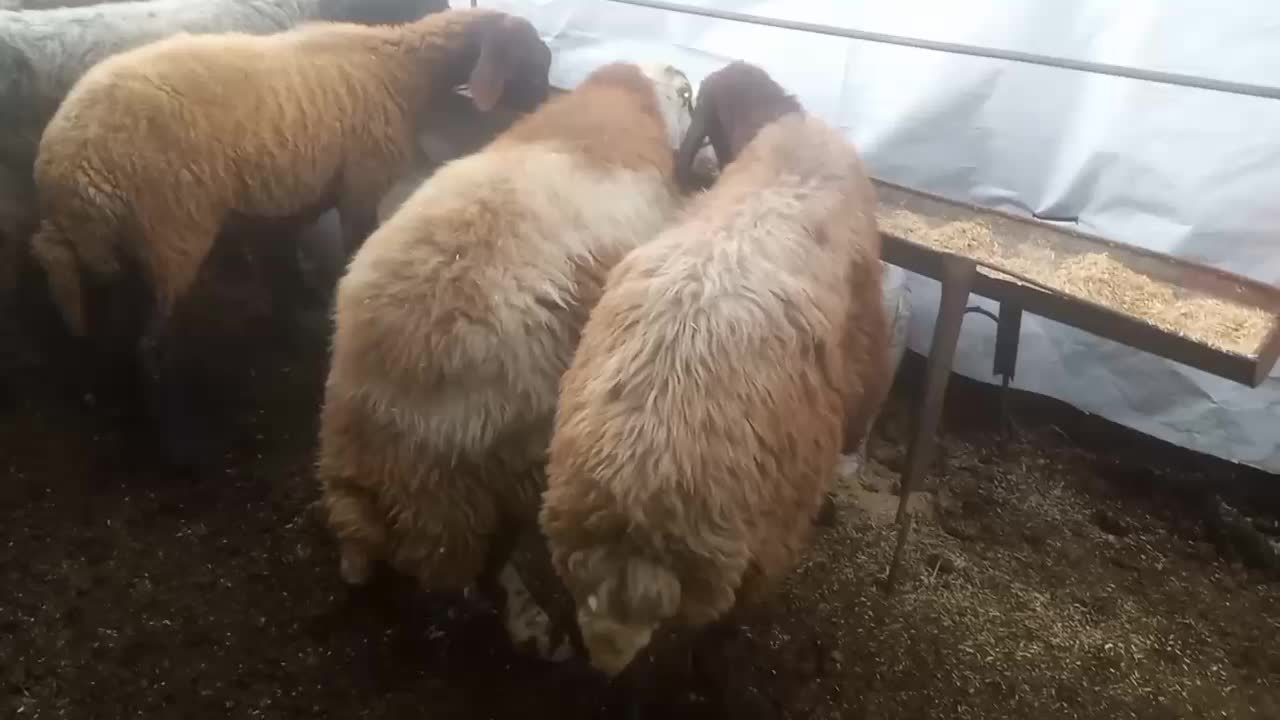 گوسفند جوان گله ای|حیوانات مزرعه|رامیان, |دیوار