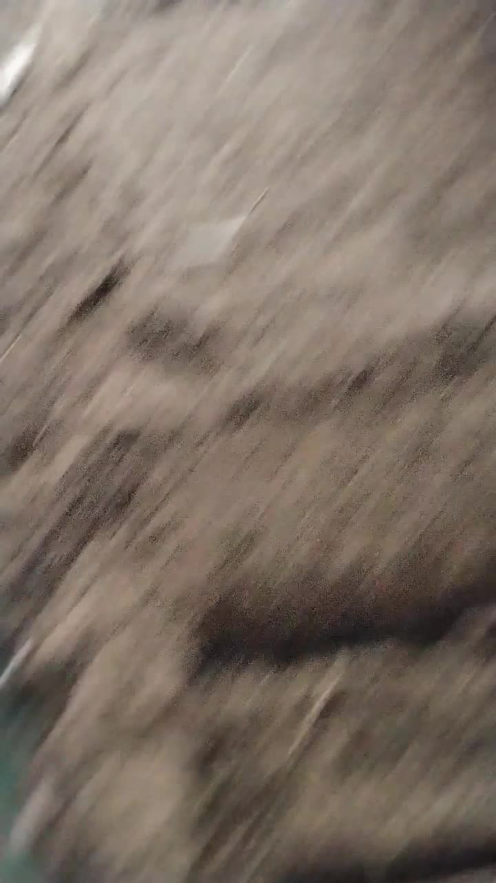 کفتر آدم خور|پرنده|بوژگان, |دیوار