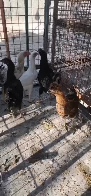 تعدادی مرغ و یک بقلمون|حیوانات مزرعه|شیراز, شهرک گلستان شمالی|دیوار