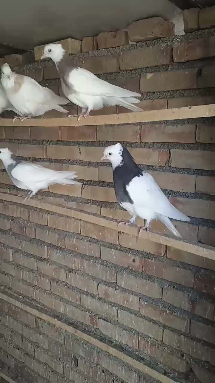 جوجه طوقی|پرنده|محمدبار, |دیوار