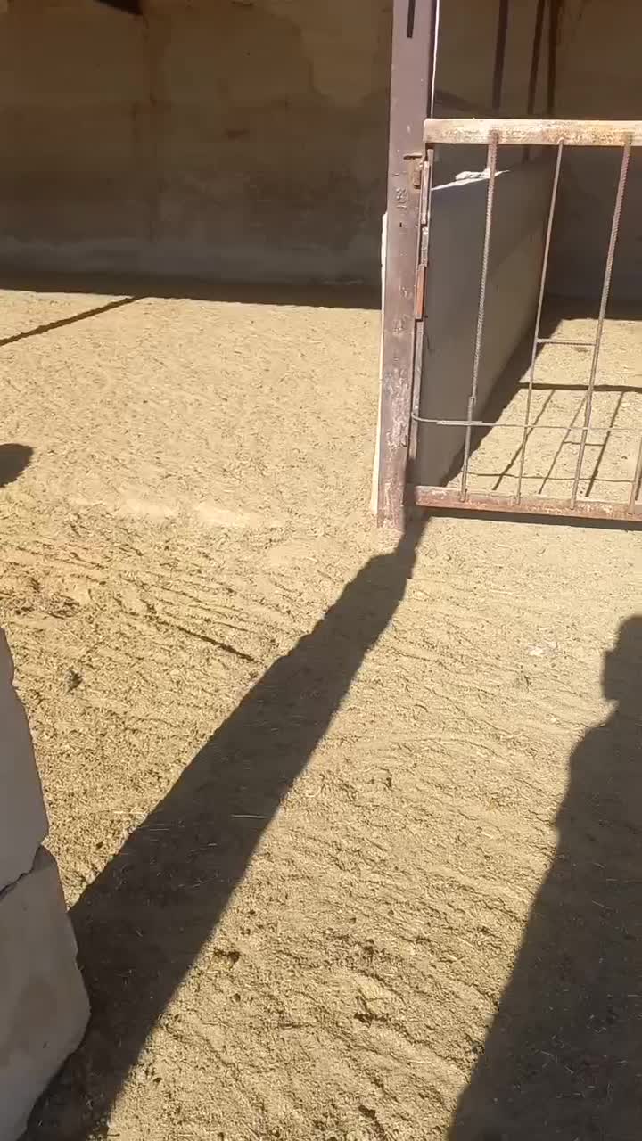 فروش گوسفند پروار|حیوانات مزرعه|کارزان, |دیوار