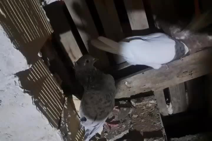 دمسفید|پرنده|خورموج, |دیوار