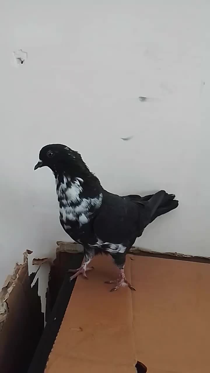 کبوتر|پرنده|مسجد سلیمان, |دیوار