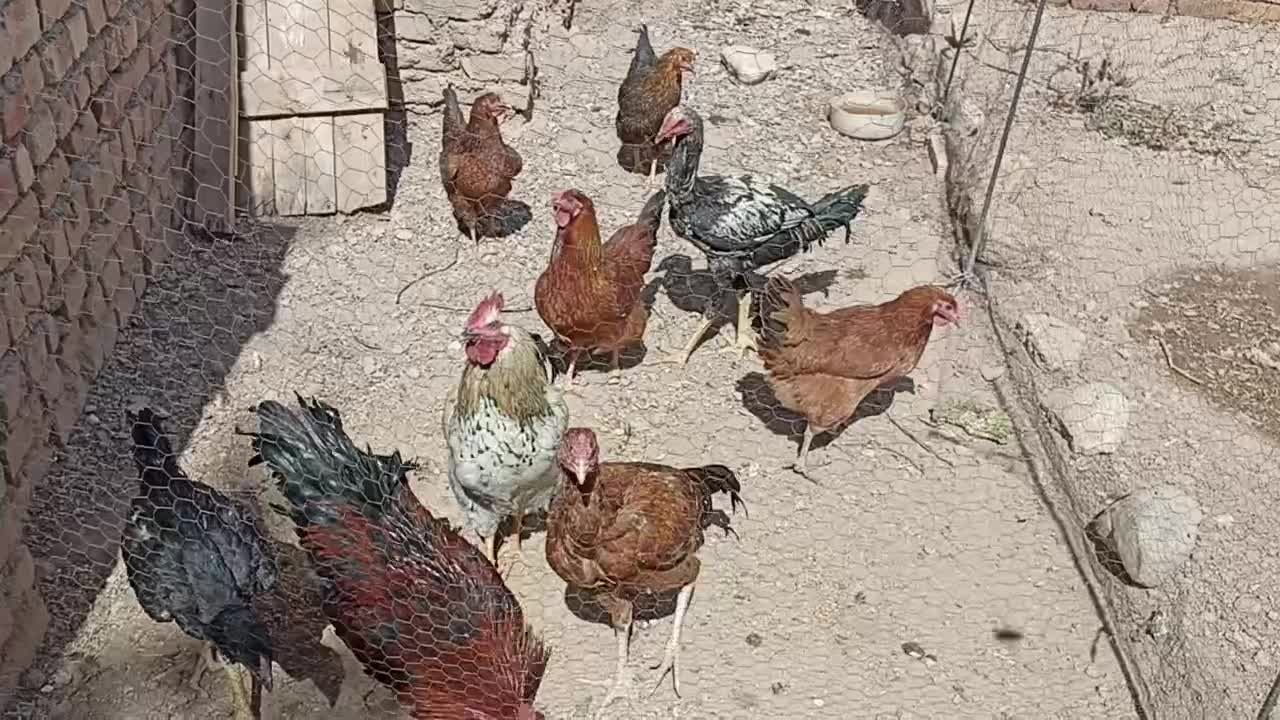 خورس و مرغ محلی|حیوانات مزرعه|خرمدشت, |دیوار