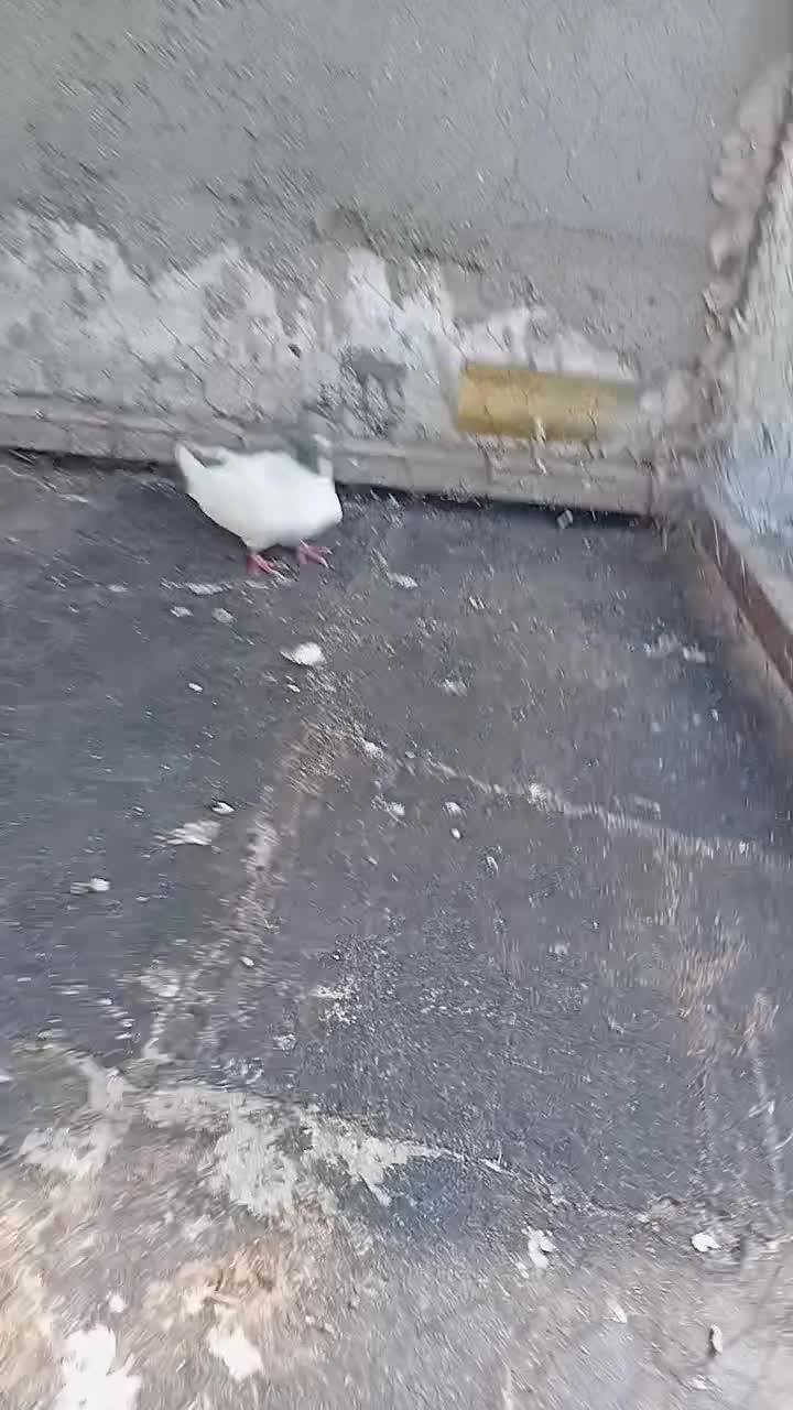 گوباش|پرنده|اردبیل, |دیوار