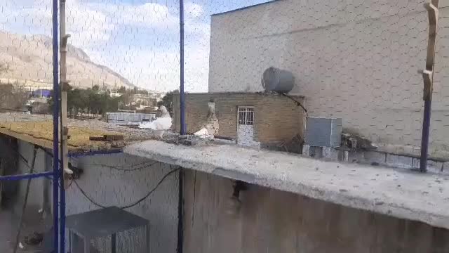 پرنده|پرنده|شیراز, رکن‌آباد|دیوار