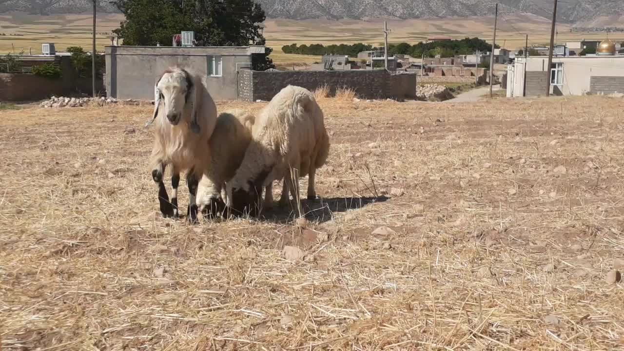 نر بز|حیوانات مزرعه|اسلام‌‌آباد غرب, |دیوار