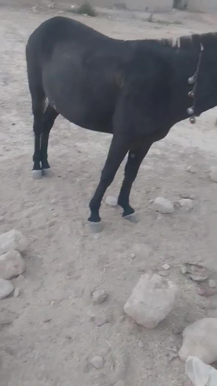 قاطر نرک 5سال|حیوانات مزرعه|کوه چنار, |دیوار