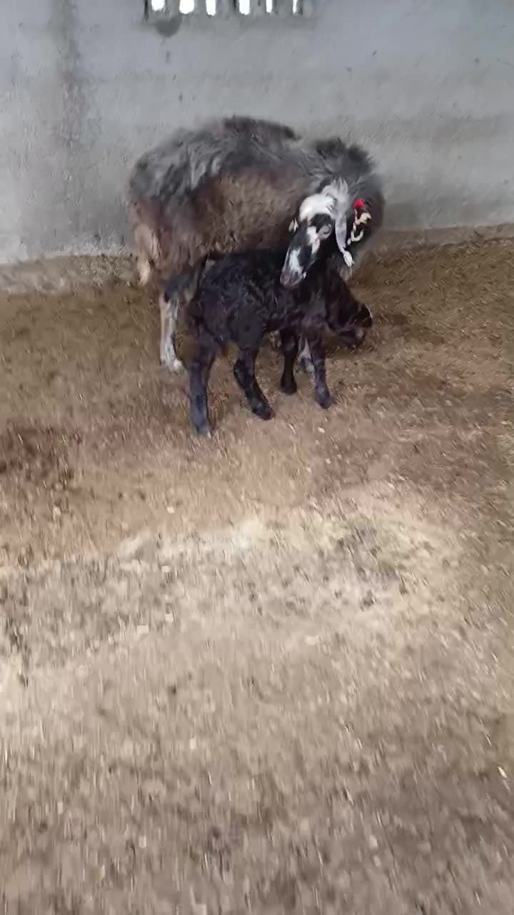 گوسفند بردار 2شکم|حیوانات مزرعه|سیمین شهر, |دیوار