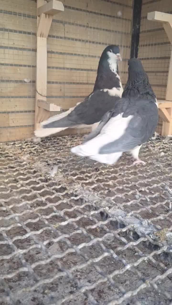 راست سیاه و خوشرنگ سیاه|پرنده|مبارکه, |دیوار