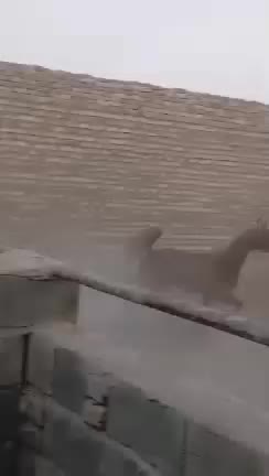 نریون دوسر|اسب و تجهیزات اسبسواری|تفت, |دیوار