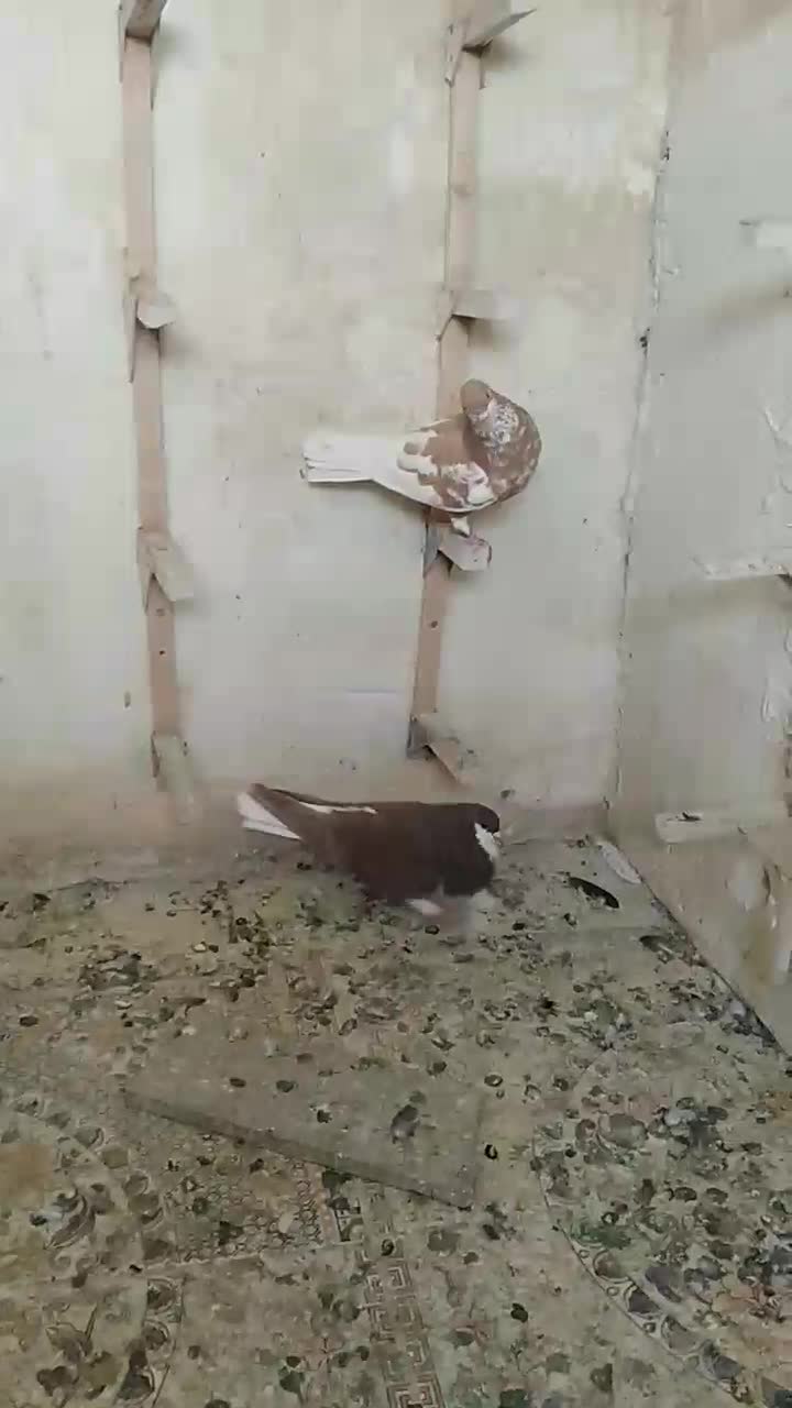 جفت خوش رنگ بدون عیب|پرنده|مرودشت, ابوذر شمالی‎|دیوار