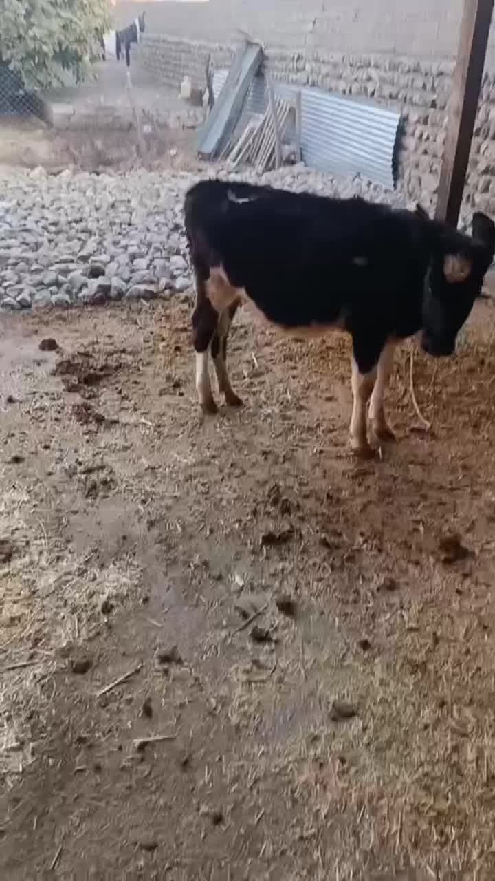 گوساله|حیوانات مزرعه|چگنی, |دیوار