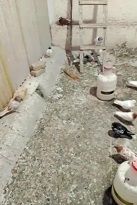 کبوتر رنگی پرشی بشرط پرواز|پرنده|خرمدره, |دیوار