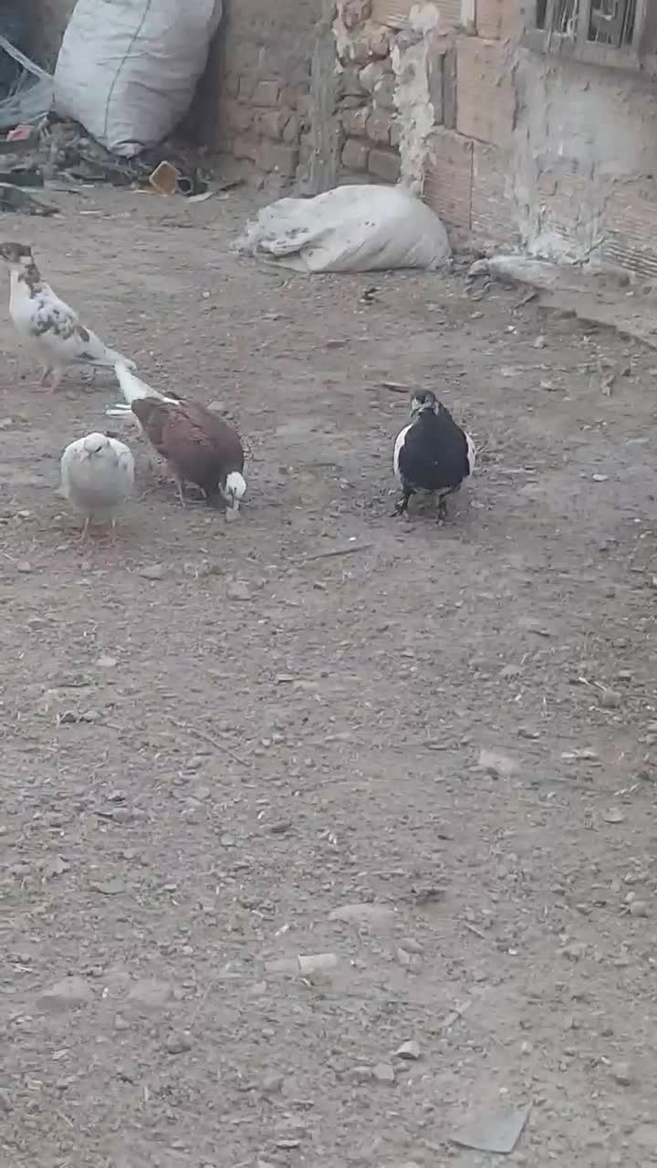 کفتر در هم دورگ تهرانی قاطیه|پرنده|خاوران, |دیوار