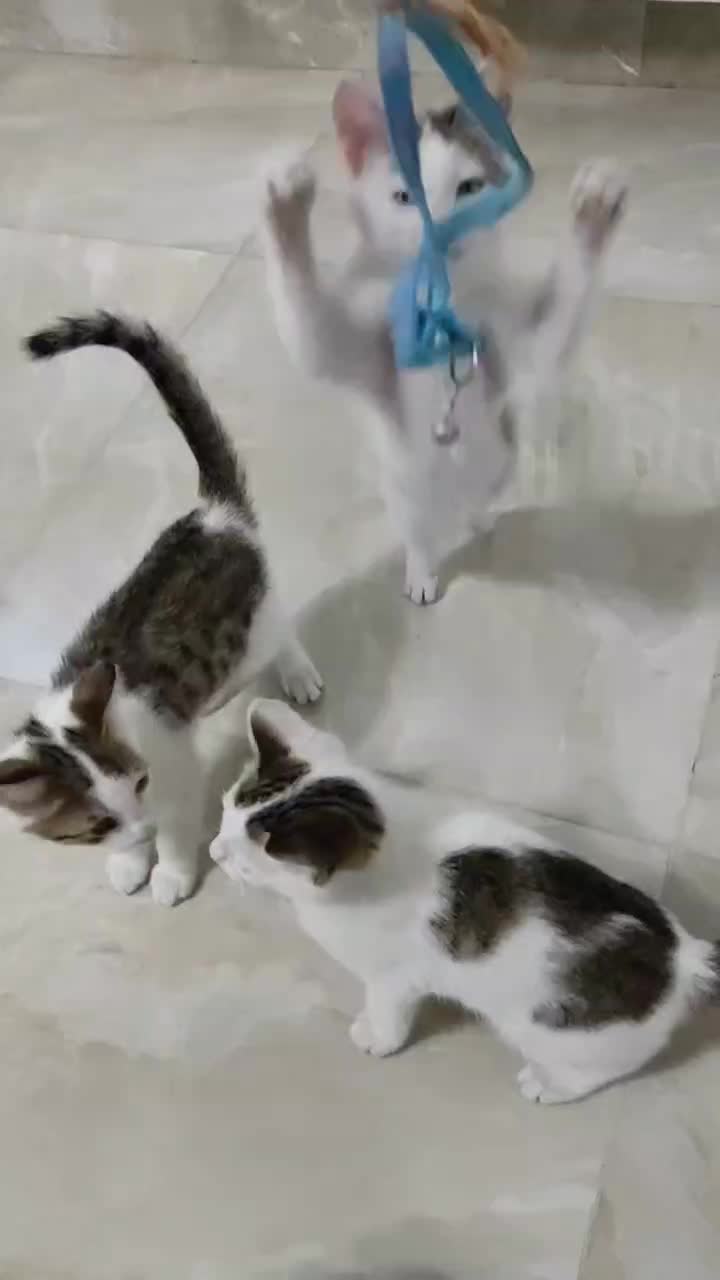 واگذاری رایگان بچه گربه دو ماهه سالم|گربه|شاندرمن, |دیوار