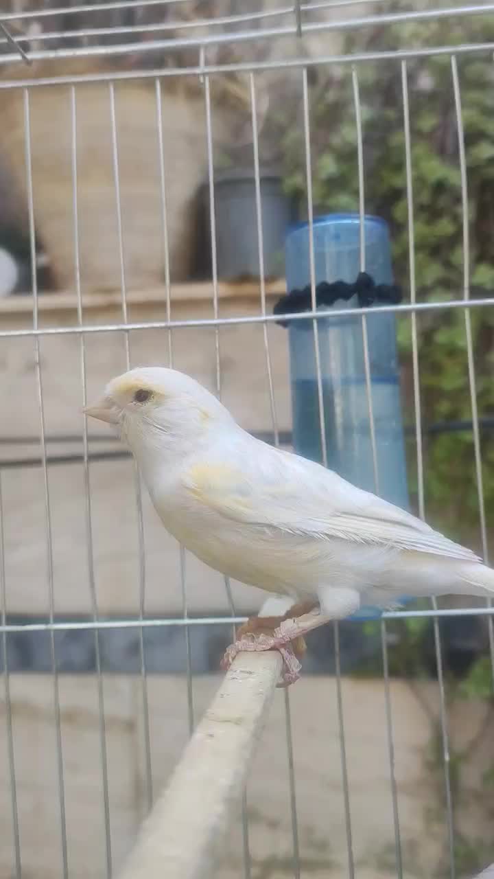 قناری اوپال ماده|پرنده|شیراز, تندگویان|دیوار